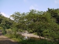 Trema orientalis Charcoal Tree